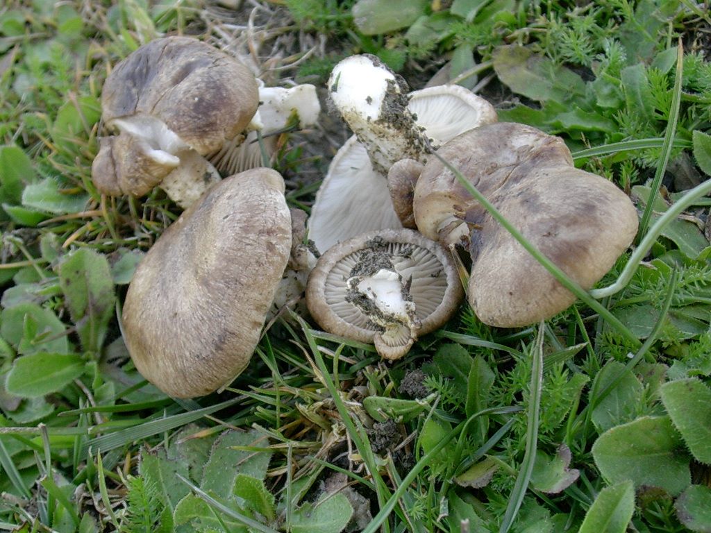 1325 Aprile vecchio ritrovamento